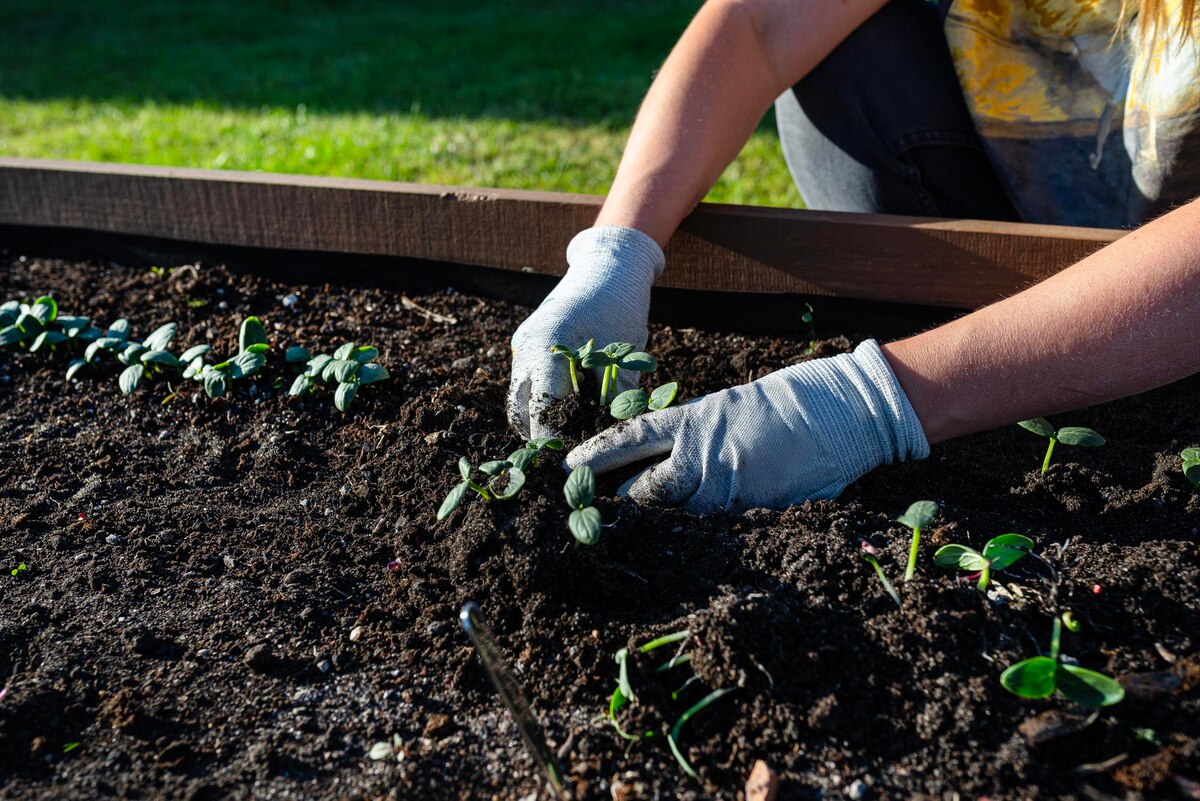 A young child placing seedlings into the soil of a raised garden bed
